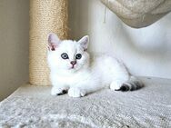 BKH kitten mit schönen blauen Augen (Abgabebereit) - Detmold