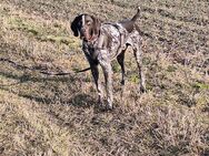 Wandern mit Hund - Großröhrsdorf