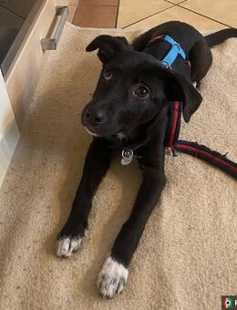 Anda - kleine schwarze Powermaus sucht ihre Familie! - Papenburg