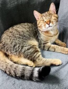 Keshka-blind wer hilft ihm 15.1. Reise - Bochum