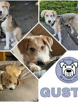 GUSTL -junger, lebensfroher Charmeur- - Duisburg