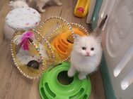 Ragdoll Kitten/noch 1 Jungs frei - Gochsheim