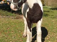 Tinker / Irsh Cob / Absetzer / Sonderfarbe wird Groß - Rohrberg (Sachsen-Anhalt)