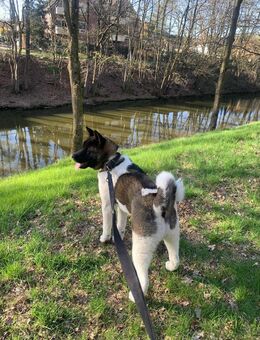 Amerikanische Akita - Nordhorn
