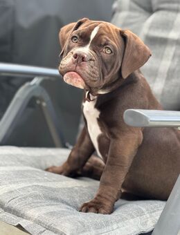 OEB mix Welpe old english Bulldog bully - Wassenberg