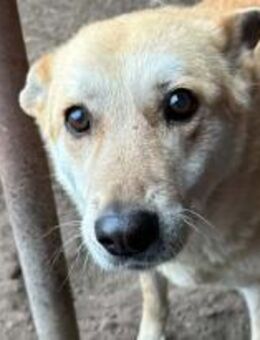 Kate sucht einen Teamgefährten 🐾 - Elsdorf (Nordrhein-Westfalen)