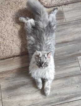 Deckkater. Grau-gestreift. - Saarbrücken