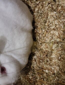 Albino Mischling (DRINGEND) zu vermitteln - Freital