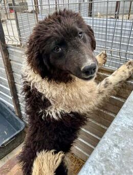 Maja - orientiert sich sehr am Menschen - Löwenberger Land