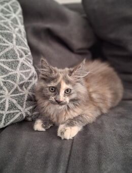 Maine coon kitten - Nabburg