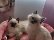 Zwei Ragdoll kitten - Appenweier
