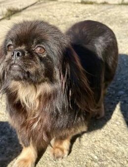 🌸 Polly zarte Tibet Spaniel Hündin - Kassel
