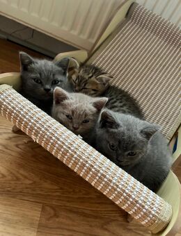 Britisch Kurzhaar Kitten - Krayenberggemeinde