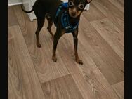 Russkiy Toy Terrier - Rostock