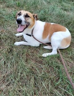 Bam kleiner Mischling mit großem Charme - Remagen