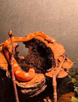 Kornnatter Red Albino - Hamburg Wandsbek