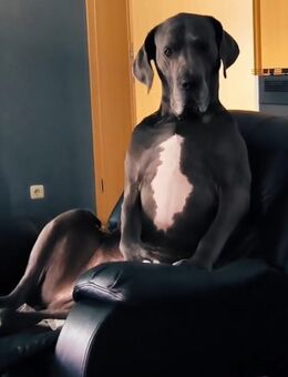 DECKRÜDE blaue deutsche Dogge. Sehr kräftig KEIN VERKAUF - Schwaan