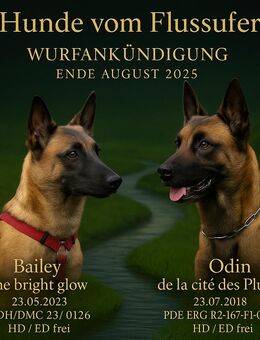 Malinois Welpen - 4 Rüden und 3 Hündinnen - Hagen (Stadt der FernUniversität) Vorhalle