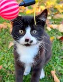 Katerchen zu vermitteln in 19395