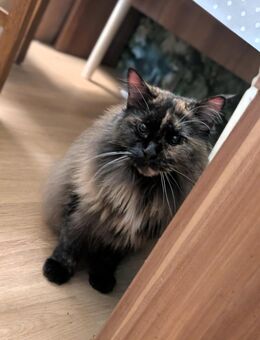 Maine Coon Dame - Aschersleben