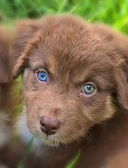 Australian Shepherd Traum Hündin in red tri - Sandstedt