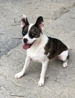 Merlin sucht endlich ein „Für-immer-Zuhause“ - Tirschenreuth