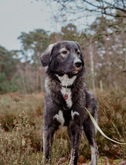 Drops sucht seine Menschen - Celle
