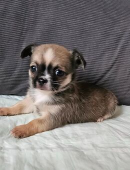 Wundervolle Chihuahua Welpen - Erfurt