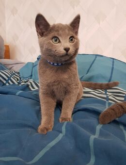 Reinrassige Russisch Blau Kitten - Kalletal