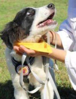 Wer zeigt Matei das schöne Leben? - München