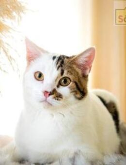 Martin Kleiner hübscher Abenteurer - Bad Camberg