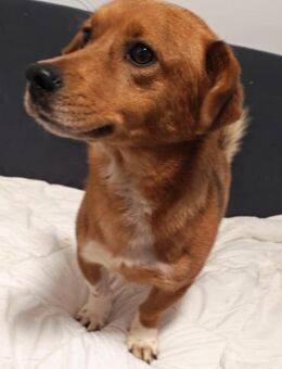 Moritz, ein liebenswerter Zwergenjunge - Köln