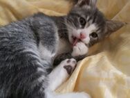 Kätzchen, Katzen, Kitten, aus Glückstadt - Glückstadt