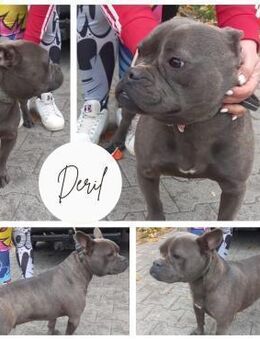 DERIL PP Bub sucht FürImmerZuhause - Neustadt (Rübenberge)