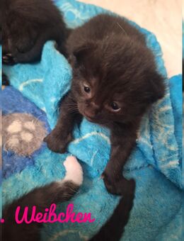 Baby Katzen - Grünow (Brandenburg)