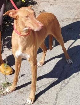 Canela ist sehr freundlich - Donaueschingen