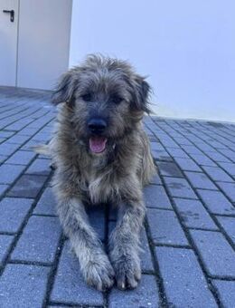 Raffiki liebt alle Menschen - Eichenzell