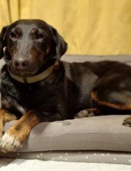 YAGI, aktiv, verspielt,neugierg,gelehrig - Alfeld