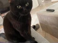 BKH Katze - Eggolsheim