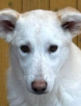 SINA-freundliche, liebe Jung-Hündin, - Rösrath