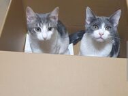 2 Süße Katzen Kastriert 400 Euro - Kitzingen