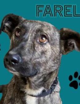 FARELL, freundlich lieb und nett - Gefrees