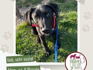 Liebevoller schwarzer Labrador Mix sucht ein zu Hause - Nürtingen