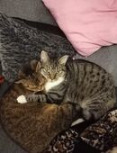Zwei liebevolle Kater suchen gemeinsam ein neues Zuhause 🐾 in 23558
