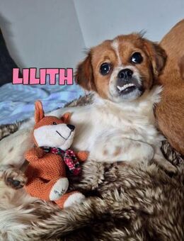 Lillith sucht ihr FürImmerZuHause ♥️ - Neuberg