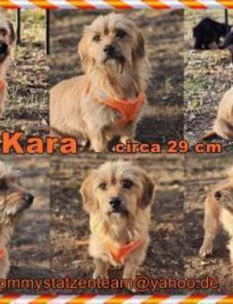 Kara zeigt sicht sehr aufgeschlossen - Schafflund