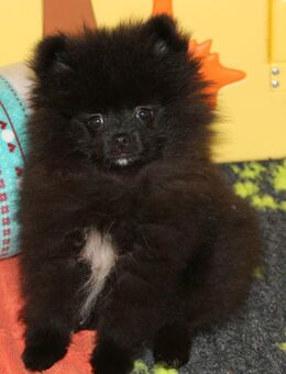 Yulie unsere kleine Pomeranian Zwergspitz Hündin Welpe mit Papieren kann ins neue Heim ziehen - Eichenzell