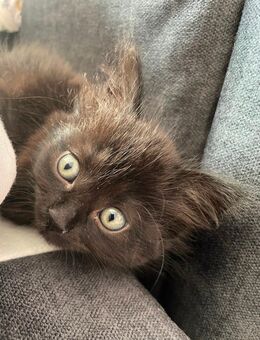 Junger, menschenbezogener Kater sucht liebevolles Zuhause - Osnabrück