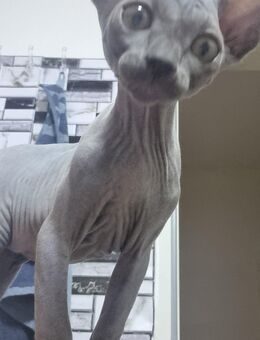 Reinrassige Kanadische Sphynx - Paderborn
