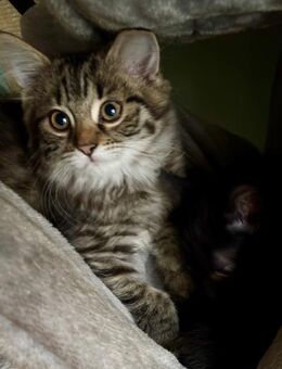 Katzenbabys Persermix - Geisenfeld